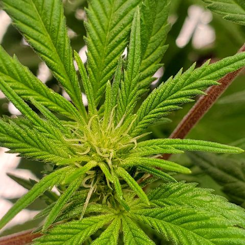 Blue Haze #1 growlog timeline photo