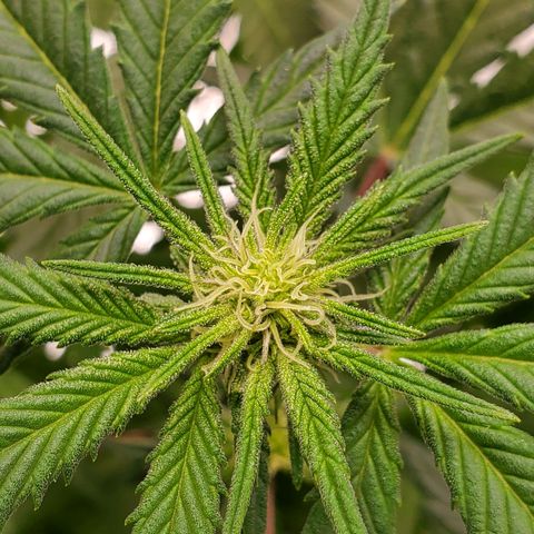 Blue Haze #1 growlog timeline photo