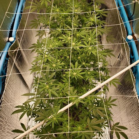 Blue Haze #1 growlog timeline photo