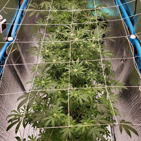 Blue Haze #1 growlog photo: Power outage finally over 