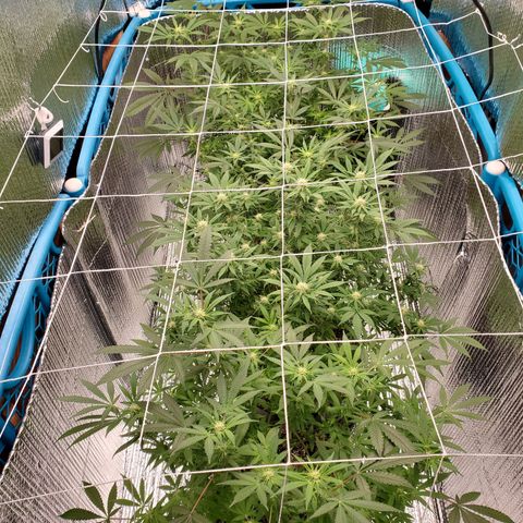 Blue Haze #1 growlog timeline photo
