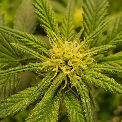 Blue Haze #1 growlog timeline photo
