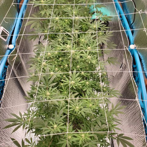 Blue Haze #1 growlog timeline photo