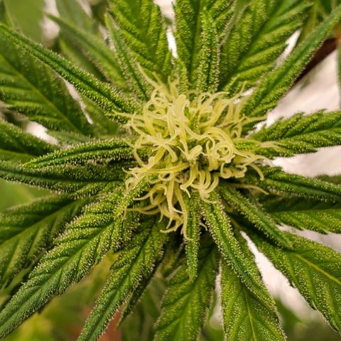 Blue Haze #1 growlog timeline photo