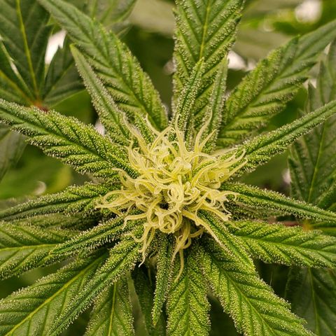 Blue Haze #1 growlog timeline photo