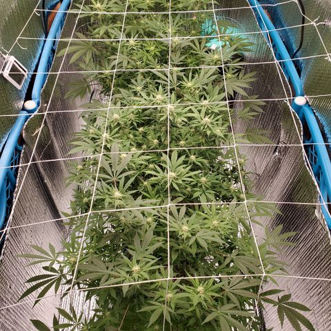 Blue Haze #1 growlog timeline photo