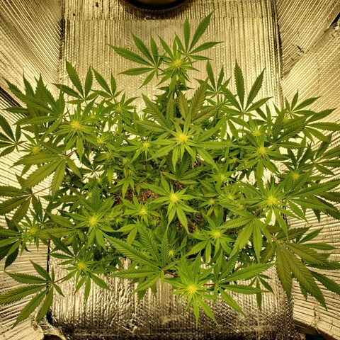 Blue Haze #1 growlog timeline photo