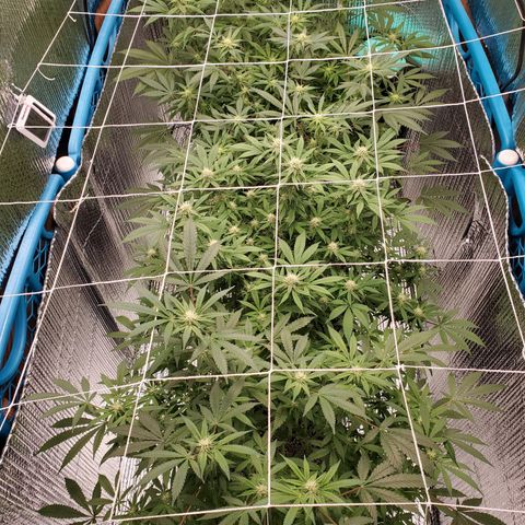 Blue Haze #1 growlog timeline photo