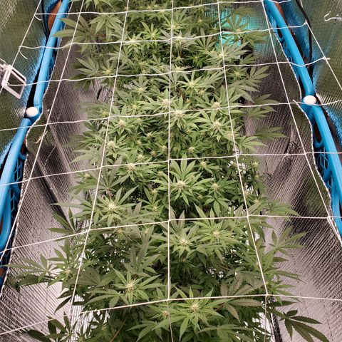Blue Haze #1 growlog timeline photo