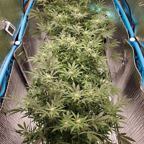Blue Haze #1 growlog timeline photo