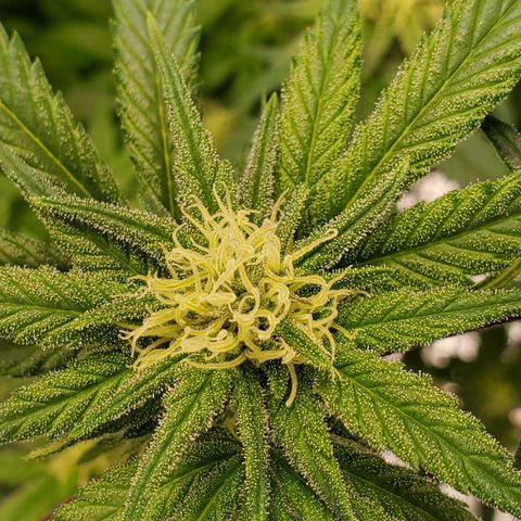 Blue Haze #1 growlog timeline photo
