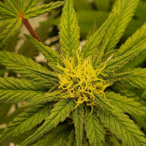 Blue Haze #1 growlog timeline photo