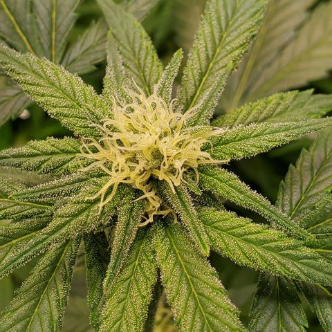 Blue Haze #1 growlog timeline photo