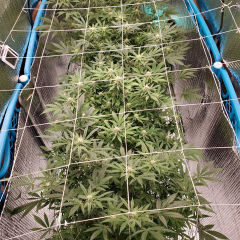 Blue Haze #1 growlog timeline photo