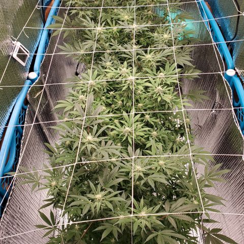 Blue Haze #1 growlog timeline photo
