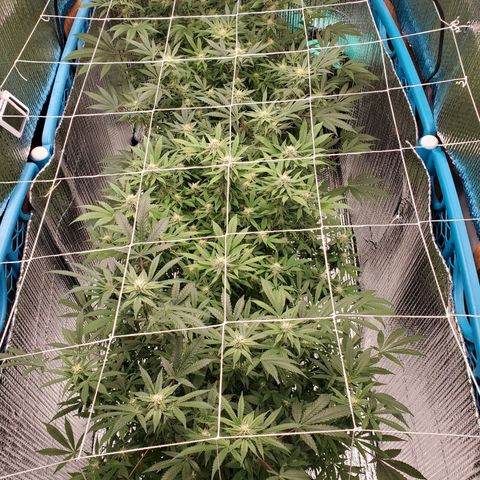 Blue Haze #1 growlog timeline photo