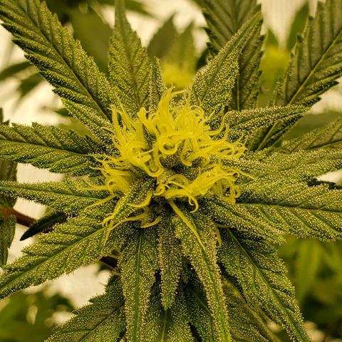Blue Haze #1 growlog timeline photo