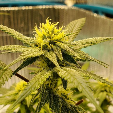 Blue Haze #1 growlog timeline photo