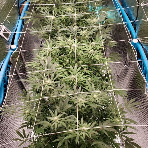 Blue Haze #1 growlog timeline photo