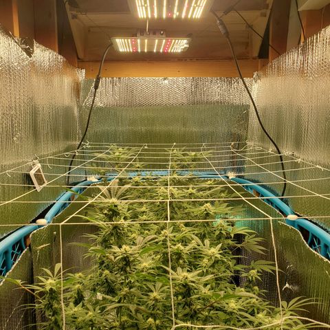 Blue Haze #1 growlog timeline photo