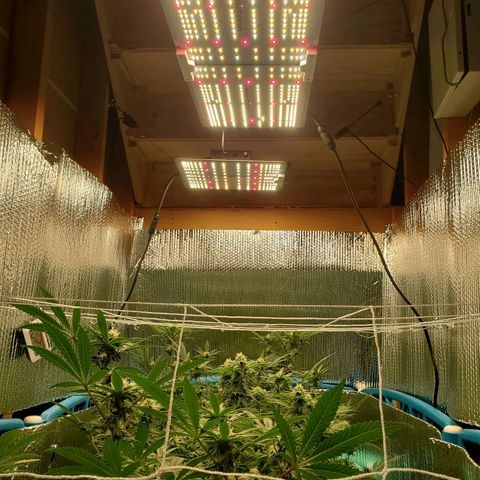 Blue Haze #1 growlog timeline photo