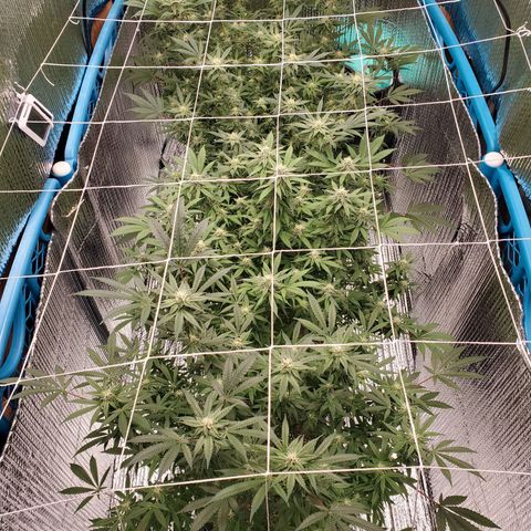 Blue Haze #1 growlog timeline photo
