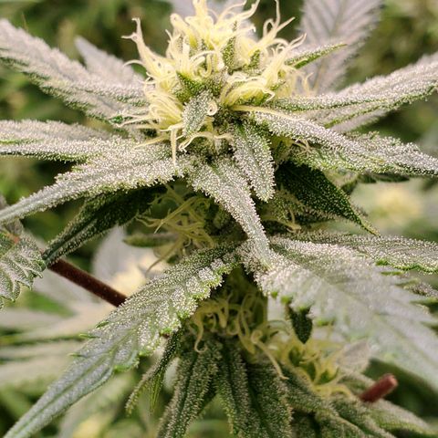 Blue Haze #1 growlog timeline photo