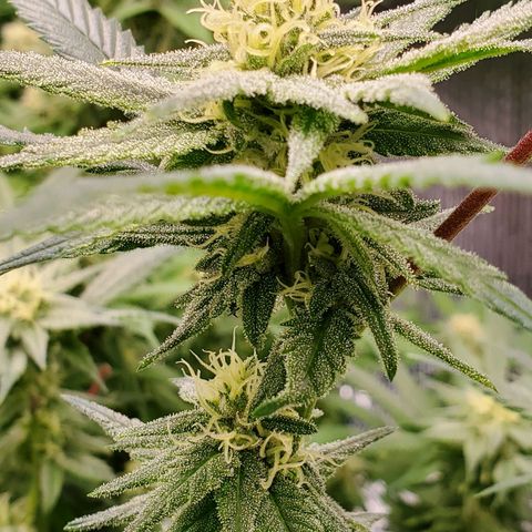 Blue Haze #1 growlog timeline photo