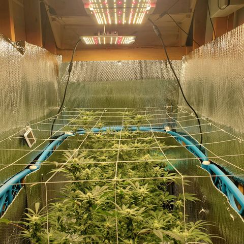 Blue Haze #1 growlog timeline photo