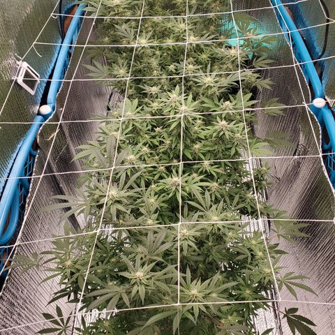 Blue Haze #1 growlog timeline photo