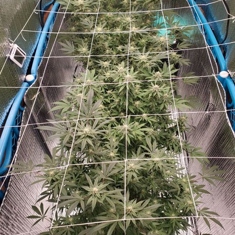 Blue Haze #1 growlog timeline photo