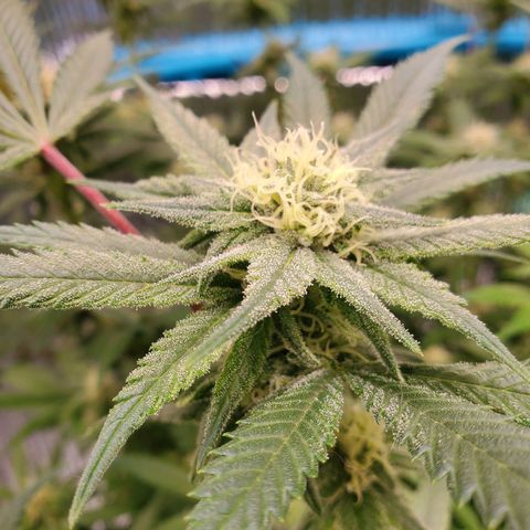 Blue Haze #1 growlog timeline photo
