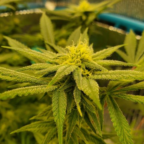 Blue Haze #1 growlog timeline photo