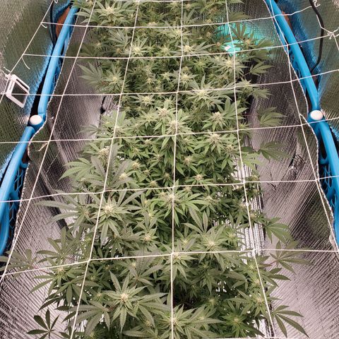 Blue Haze #1 growlog timeline photo