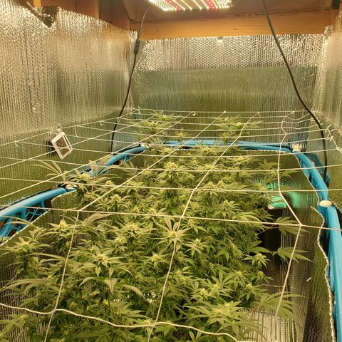 Blue Haze #1 growlog timeline photo