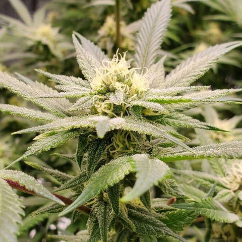 Blue Haze #1 growlog timeline photo