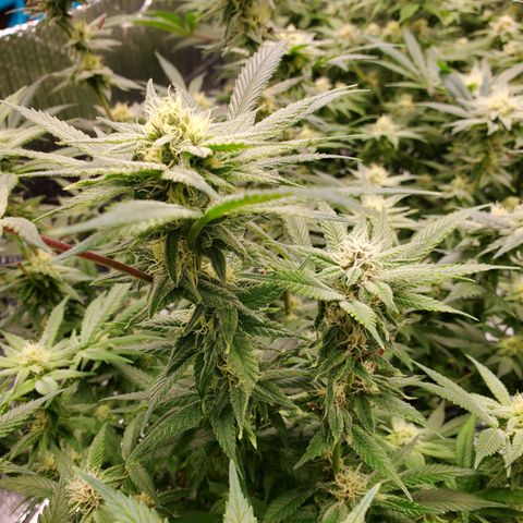 Blue Haze #1 growlog timeline photo