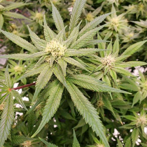 Blue Haze #1 growlog timeline photo