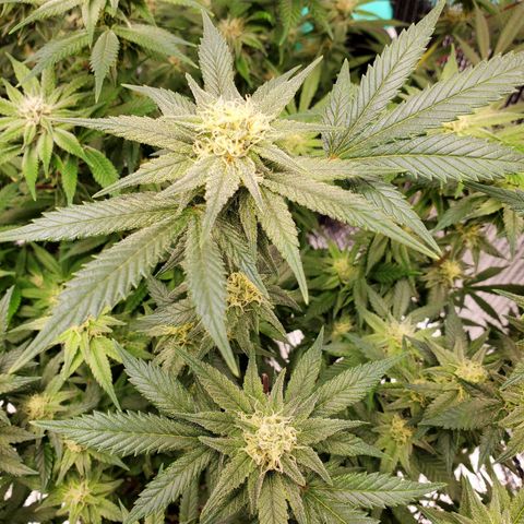 Blue Haze #1 growlog timeline photo