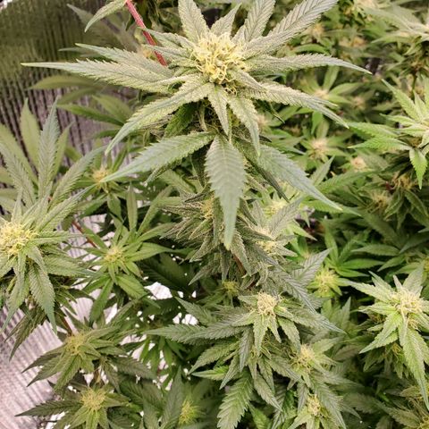 Blue Haze #1 growlog timeline photo
