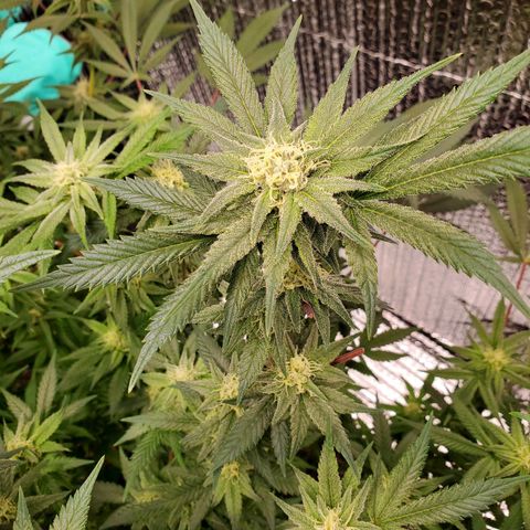 Blue Haze #1 growlog timeline photo