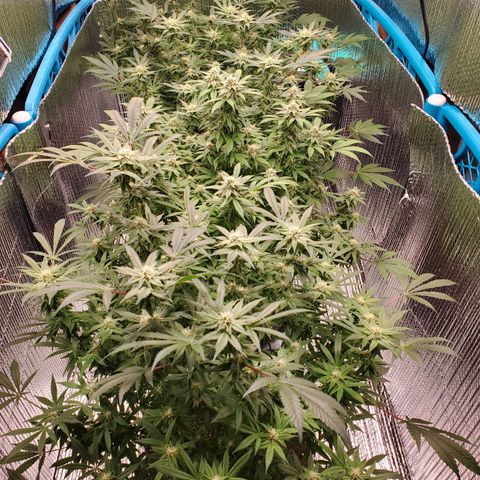 Blue Haze #1 growlog timeline photo