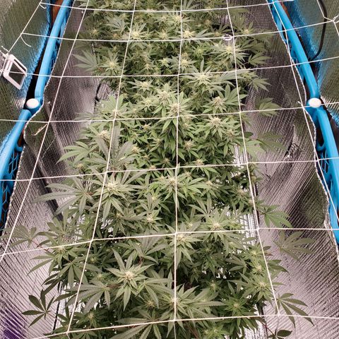Blue Haze #1 growlog timeline photo