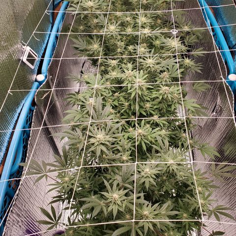 Blue Haze #1 growlog timeline photo