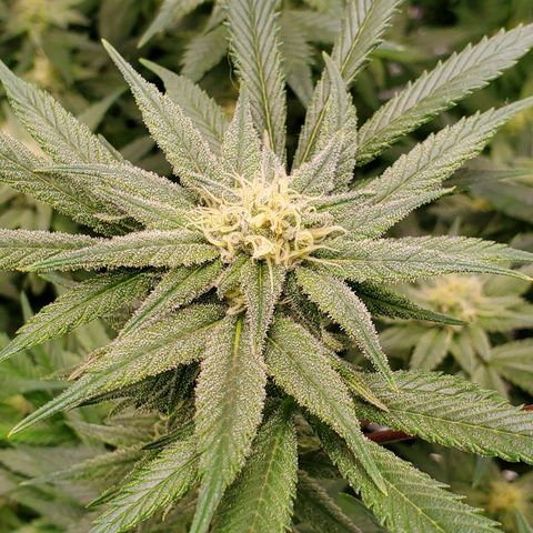 Blue Haze #1 growlog timeline photo