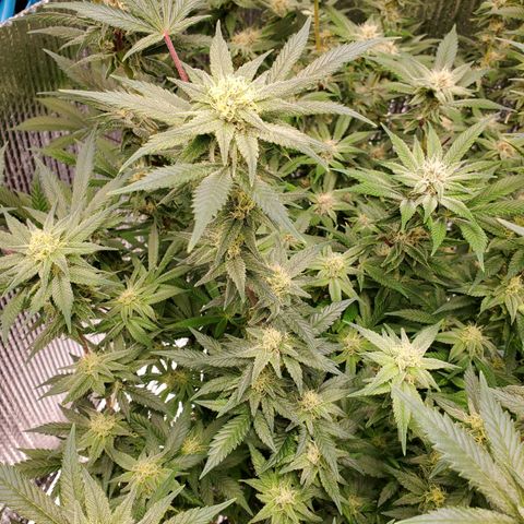 Blue Haze #1 growlog timeline photo