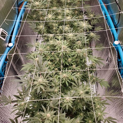 Blue Haze #1 growlog timeline photo