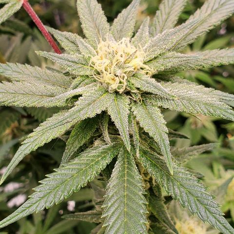 Blue Haze #1 growlog timeline photo