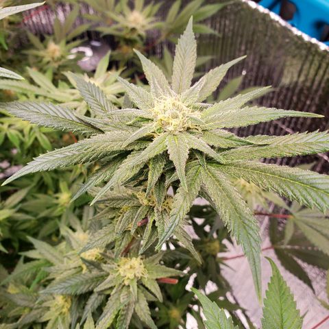Blue Haze #1 growlog timeline photo