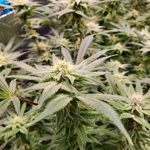 Blue Haze #1 growlog timeline photo